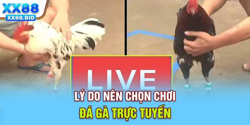 Lý do nên chọn chơi đá gà trực tuyến